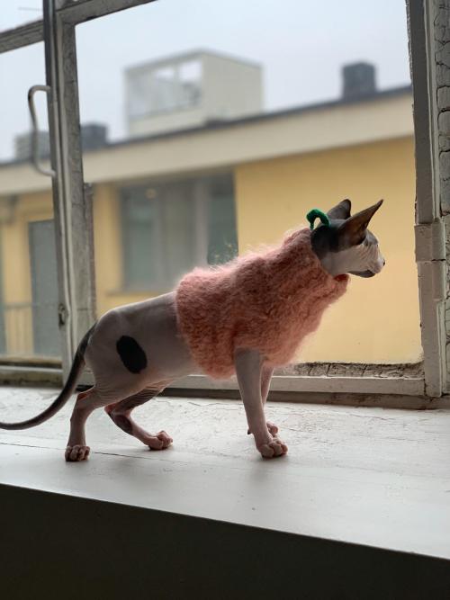 Peach sweater, 2019